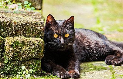 卡普空《生化危机》系列Steam促销 多款作品史低优惠